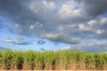 sugarcane field