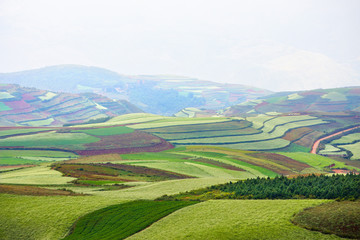 Mustard and flower field in autumn at countryside of DongChuan red land, one of the landmarks in Kunming, yunnan province China. (With fog, mist, haze effect at background.)