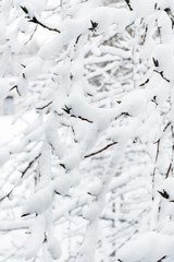 Snow on branches, winter background.