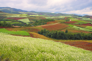 Mustard and flower field in autumn at countryside of DongChuan red land, one of the landmarks in Kunming, yunnan province China. (With fog, mist, haze effect at background.)