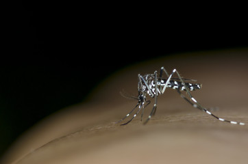 Macro and depth of field (DOF) effect of Albopictus Mosquito - Albopictus mosquito sucking blood