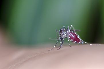 Macro and depth of field (DOF) effect of Albopictus Mosquito - Albopictus mosquito sucking blood
