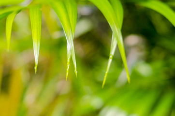 Natural defocused and depth of field (DOF) effect of palm leaf, the bokeh effect and morning sunlight