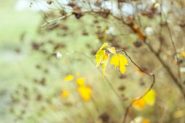 Dry plant photographed in winter.