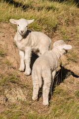 closeup of two curious little lambs  © Patrik Stedrak