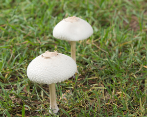 toadstools on  Forest lawn