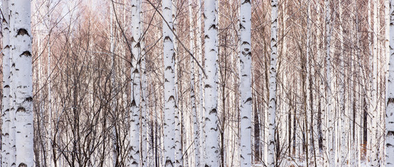 Fototapeta premium Birch forest