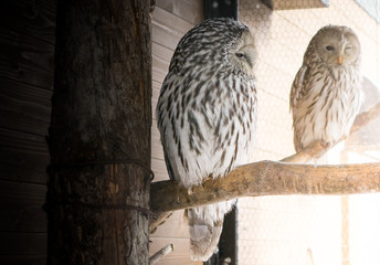 owl