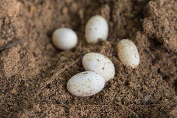 Fototapeta na wymiar lizard eggs