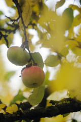 apfelbaum - apple tree