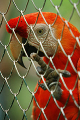 Red Parrot in cage