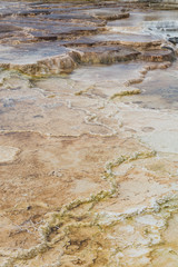 Terraces at Mammoth Hot Springs