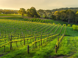 Late light hits a vineyard in spring