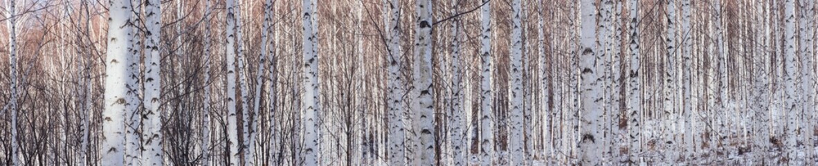 Fototapeta premium Birch forest