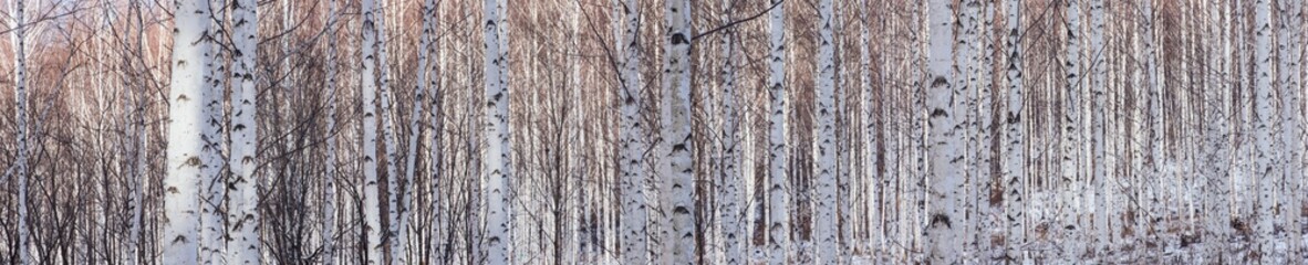 Birch forest