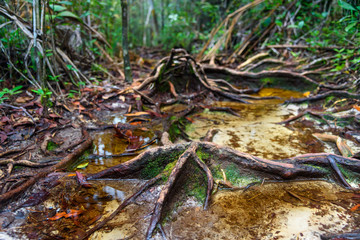 Trail in the rainforest at Bako National Park