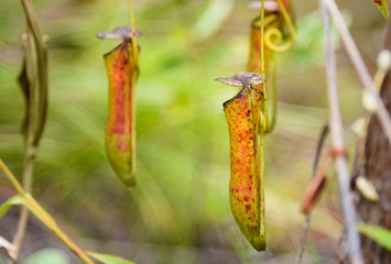 Carnivorous pitcher plant. Nepenthes albomarginata