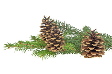 Branch of fir-tree and cones on a white background