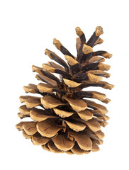 Brown pine cone isolated on white background