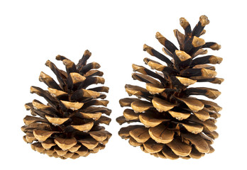 Brown pine cones isolated on white background