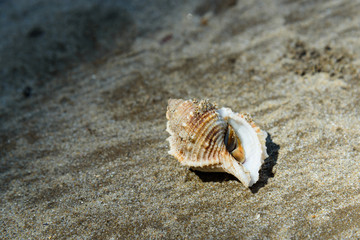 Shell with hermit crab on sand