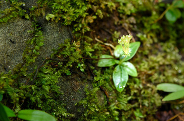Small flower in rainforest