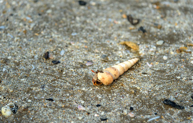 Shell with hermit crab on sand