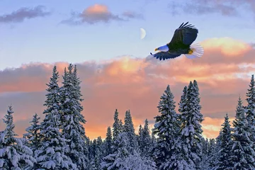 Tuinposter Arend Winterlandschap met zeearend die bij zonsondergang over besneeuwd bos zweeft