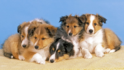 Litter of cute five week old Sheltie puppies resting together