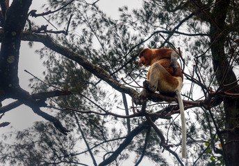 Proboscis Monkey with long nose