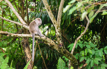 Macaque monkey on tree