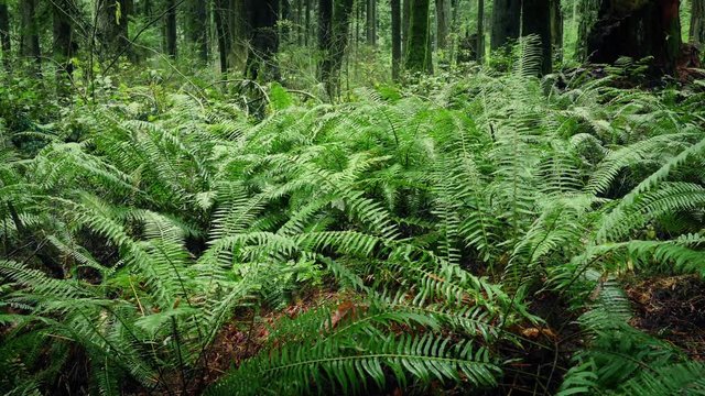 Moving Past Ferns In Verdant Forest