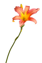 Single pink and yellow flower of a daylily isolated