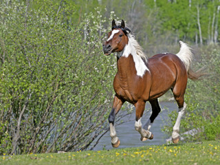 Fototapeta premium Pinto Gelding galloping on spring meadow by a river