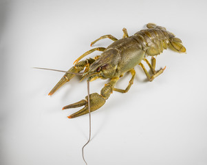 living Crayfish on a white background
