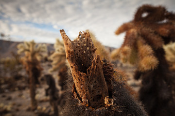 Joshua Tree National Park Yucca Valley in Mohave desert California USA