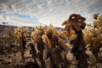 Fototapeta premium Joshua Tree National Park Yucca Valley in Mohave desert California USA