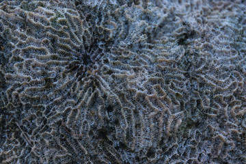 Coral close up