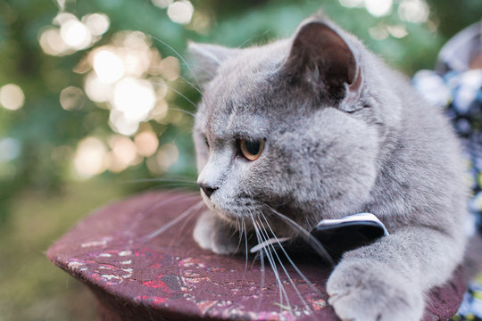 Beautiful Big gray Cat wearing Butterfly Tie and sitting outdoor