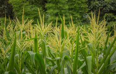 Fototapeta premium Green corn field growing up , Chanthaburi, Thailand.