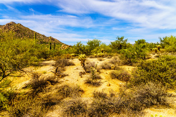 Black Mountain and the Desert Landscape with Cholla Cactus and other Cacti at the Boulders in the...
