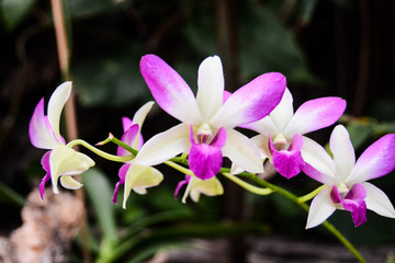 Blooming Flower Background