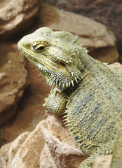 Iguana lying on the stone.
