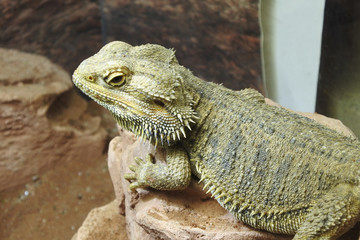 Iguana lying on the stone.