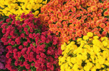 Fototapeta na wymiar Colorful Autumn Mums or Chrysanthemums for flower background 