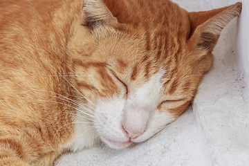 Sleeping Ginger Cat, Close up