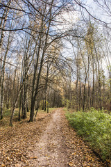 Fototapeta premium Дорога в осеннем парке