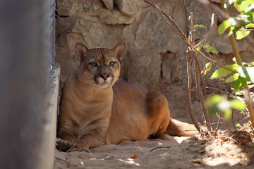 Fototapeta premium Puma lub lew górski