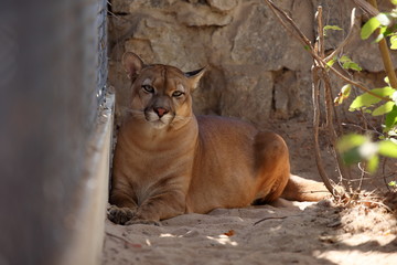 Obraz premium Puma lub lew górski