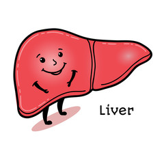 Cute and funny human liver character, cartoon vector illustration isolated on white background. Healthy smiling liver character with arms and legs